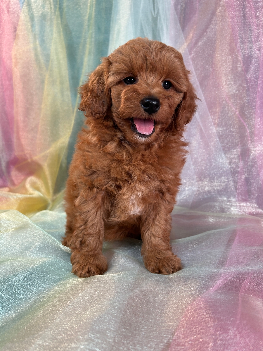 Ready Now! Female Mini Bernedoodle Pup for Sale DOB 5-20-2024 $750